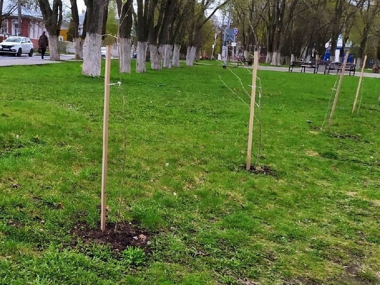 В Вологде в этом году уже высадили более 1,4 тысяч деревьев