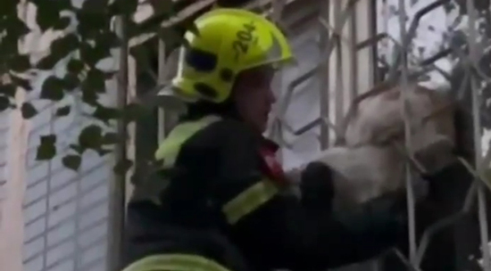 Московские спасатели освободили застрявшего в оконной решетке кота: видео