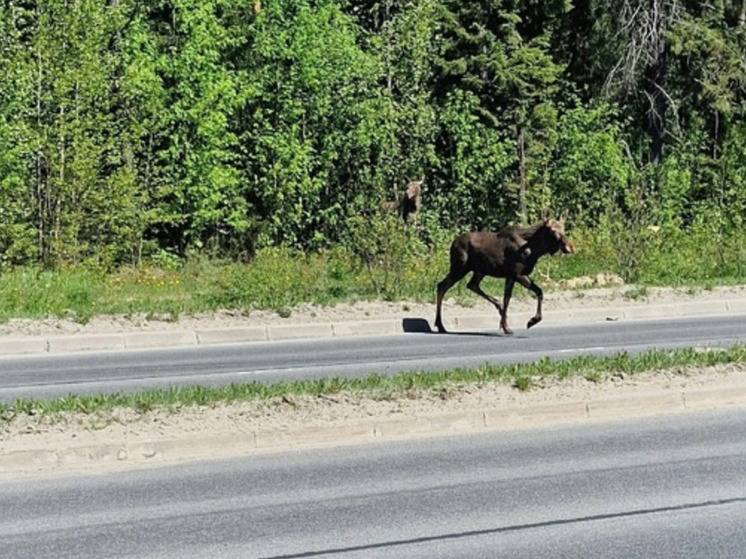 Лоси выбежали на проспект в Петрозаводске