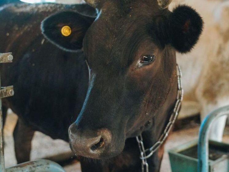 Новое фермерское хозяйство заработало в округе Клин