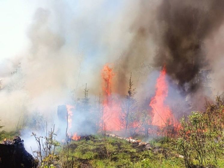 Лесной пожар в Подмосковье тушили 8,5 часов