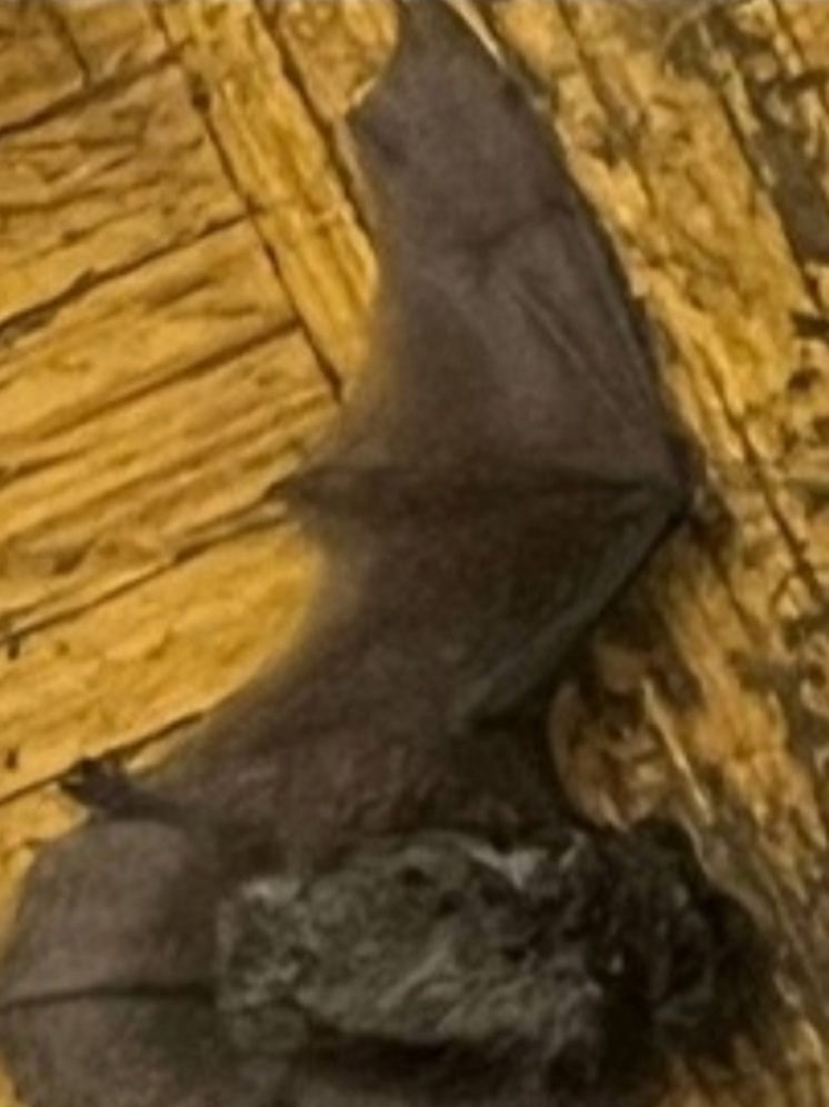 В Тверской области в квартире на женщину напала летучая мышь