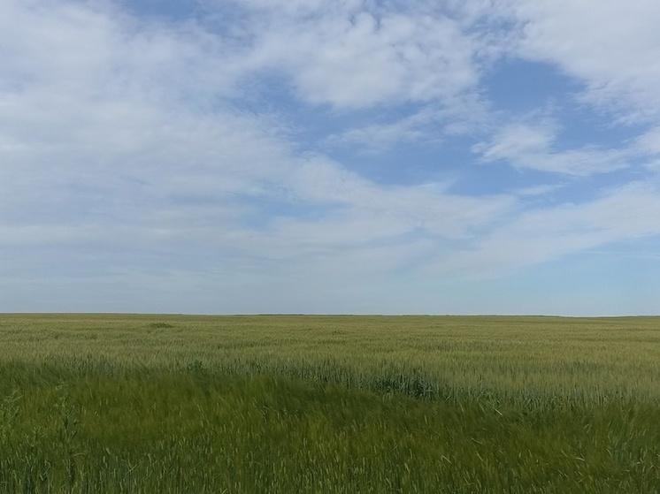 Пасечник назвал объем ущерба урожая от майских заморозков