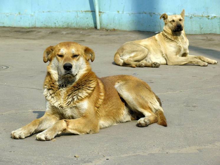 Зиганшин: слова об отправке бродячих собак на СВО были вопросом