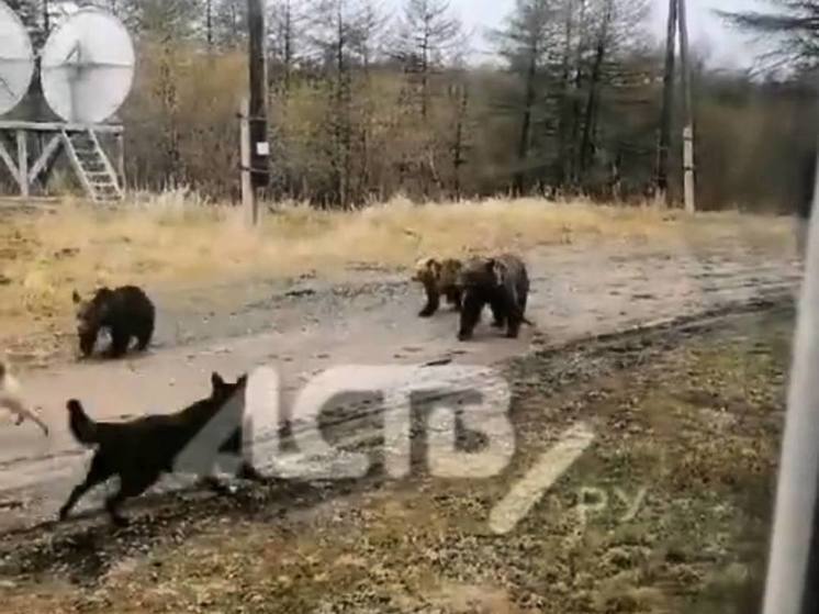 В Ногликах три медведя прогулялись возле общежития