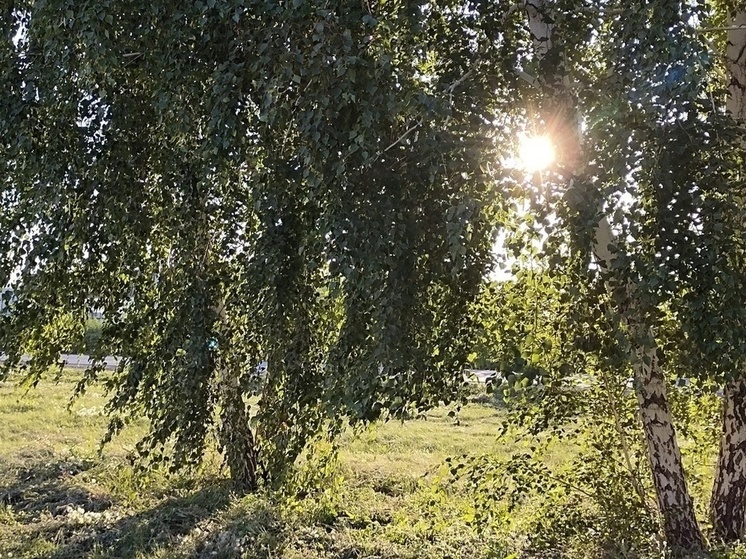 Омичи начали собирать грибы в городских парках