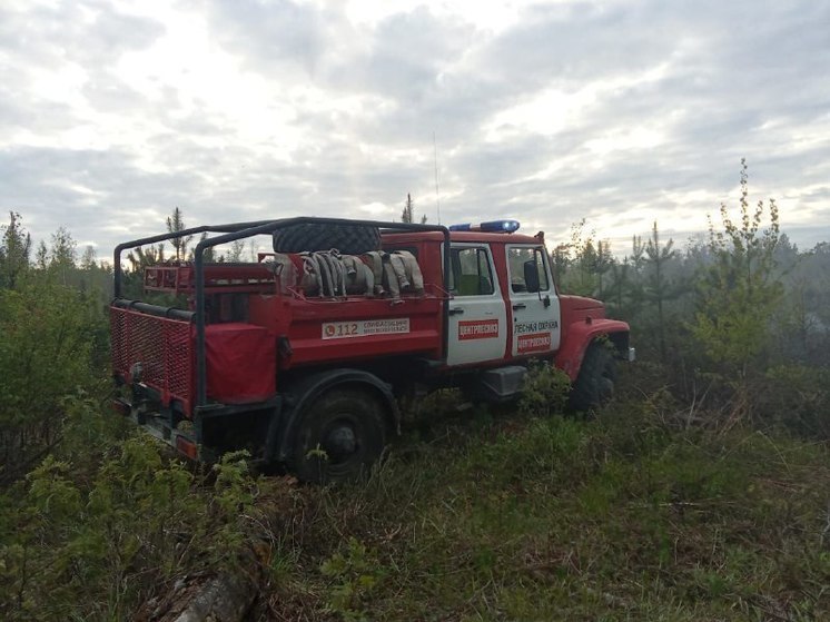 В округе Лосино-Петровский потушили лесной пожар