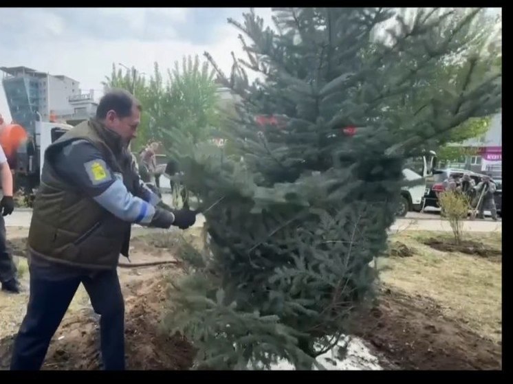 Мэр Улан-Удэ посадил в парке Мемориала Победы голубую ель