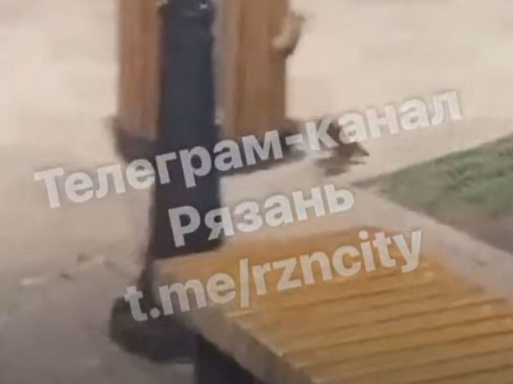 В мэрии отреагировали на жалобы о большом количестве крыс центре города
