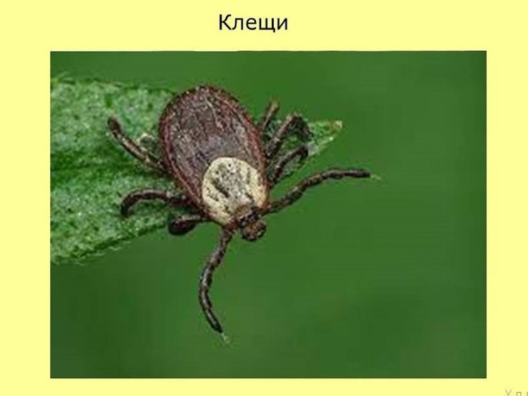Число пострадавших от укусов клещей на Кубани приблизилось к 2,5 тысячам