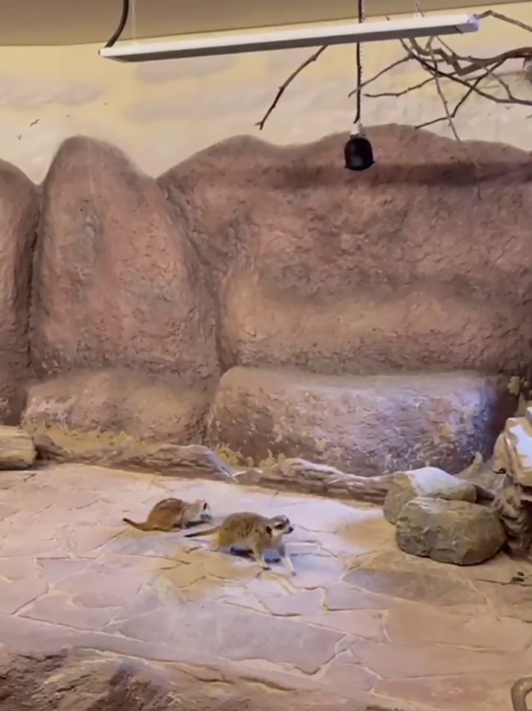 Сурикаты калининградского зоопарка переехали в новое жилище
