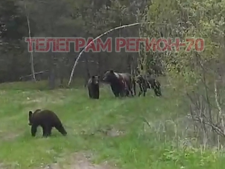 Семью медведей сняли на видео у томского поселка