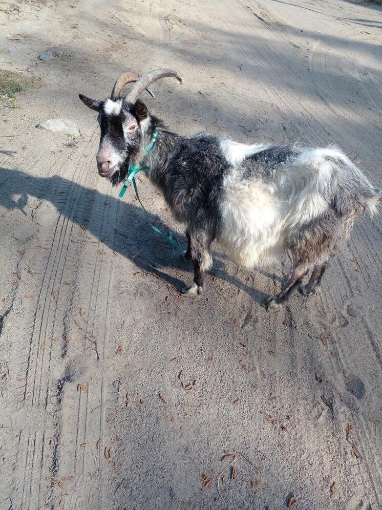 Одинокая коза гуляла по Петрозаводску