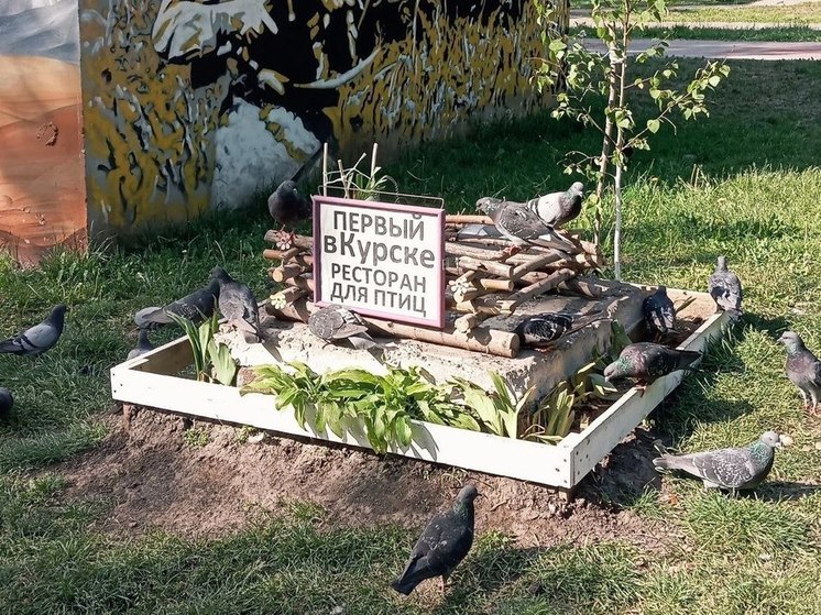 В Курске в парке Дзержинского работает «птичий ресторан»