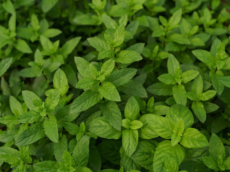 Врачи рассказали жителям Карелии о пользе мяты