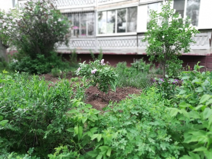 В Оренбургской области клещи укусили 278 детей