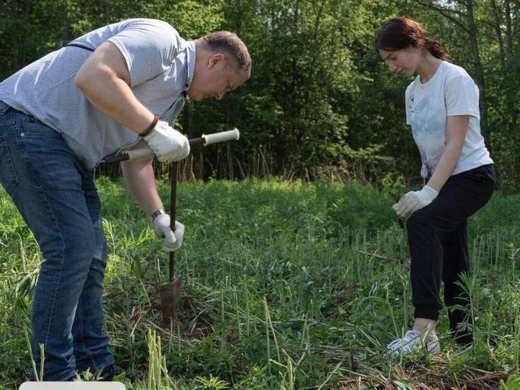 Более 2000 деревьев высадили в Витино в память о Герое СССР