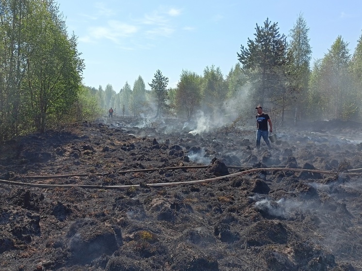 Шесть тысяч метров травы горело возле поселка в Карелии
