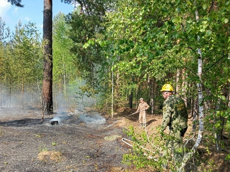 Большая часть Московской области попала под угрозу лесных пожаров