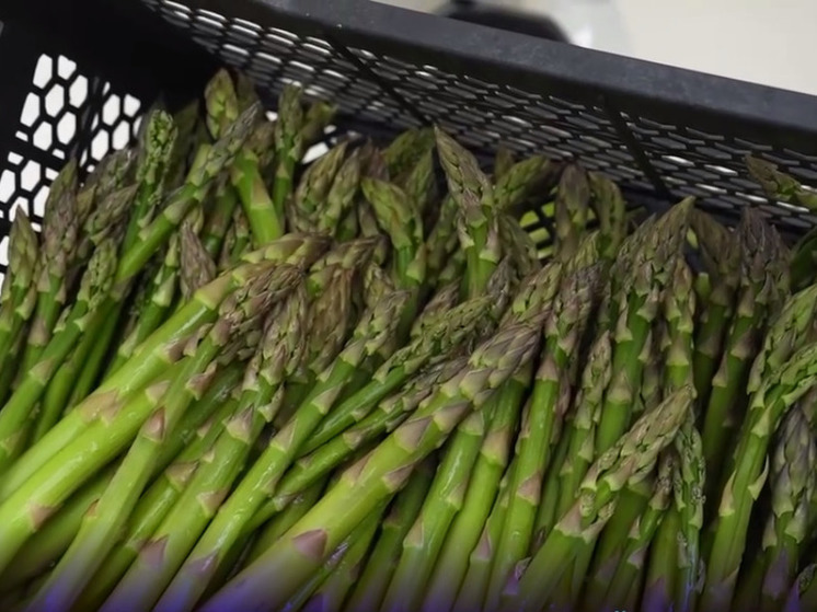 Во Владикавказе проходит фестиваль осетинской спаржи