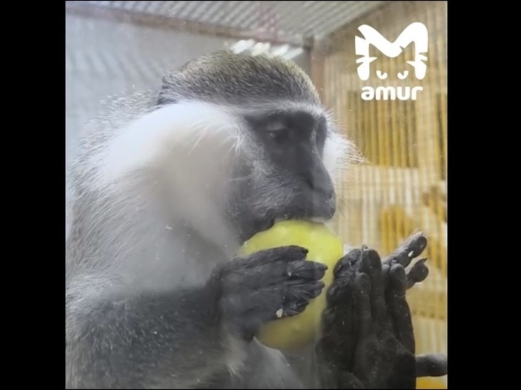 Напугавшая комсомольчан выпившая обезьяна переехала в зоопарк