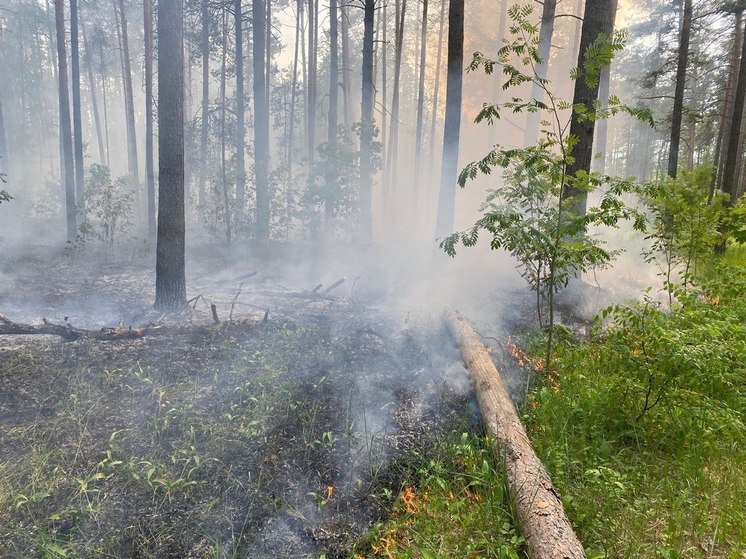 В округе Воскресенск потушили лесной пожар