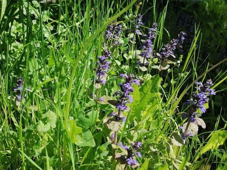 Синоптик предупредил о новых ливнях в Подмосковье