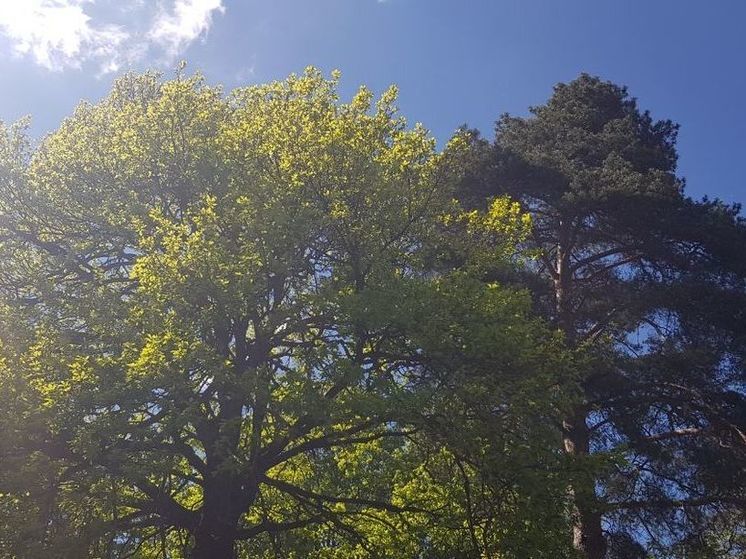 В парке Подмосковья трухлявое дерево упало рядом с ребенком