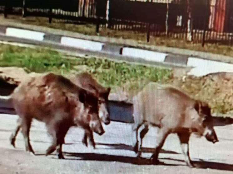 Жители Павловского Посада сообщили о кабанах в городе