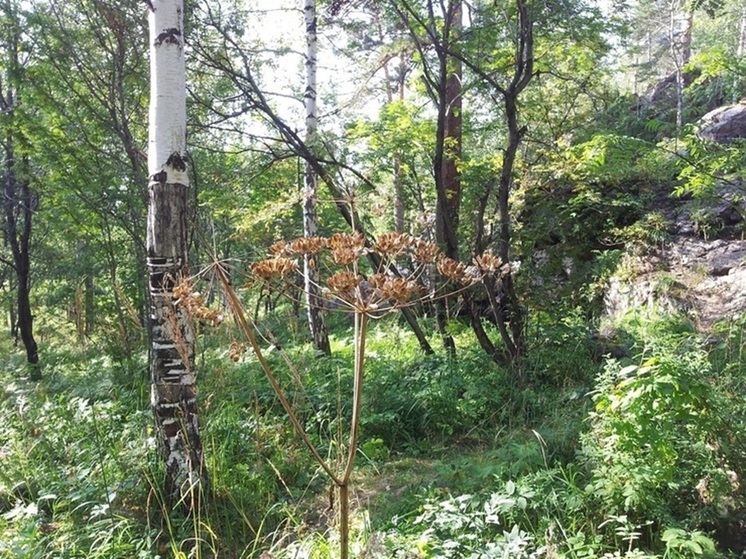 Высокая пожарная опасность ожидается в Курганской области