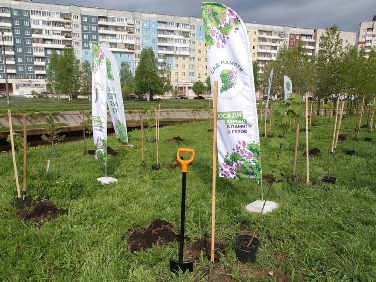 В Северодвинске в память о бойцах СВО высадили именные клены