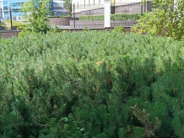 Свыше 450 деревьев и кустарников высадят в парках Кургана