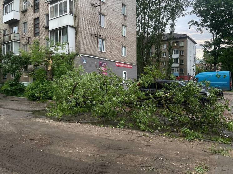 В Твери во дворе жилого дома рухнуло дерево