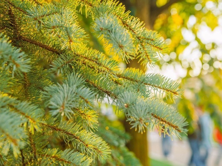 Летняя погода установилась в Хабаровске 4 июня