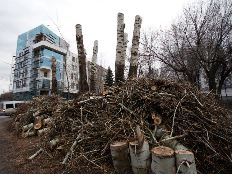 В администрации уверяют, что деревья часто убирают и по просьбе самих горожан