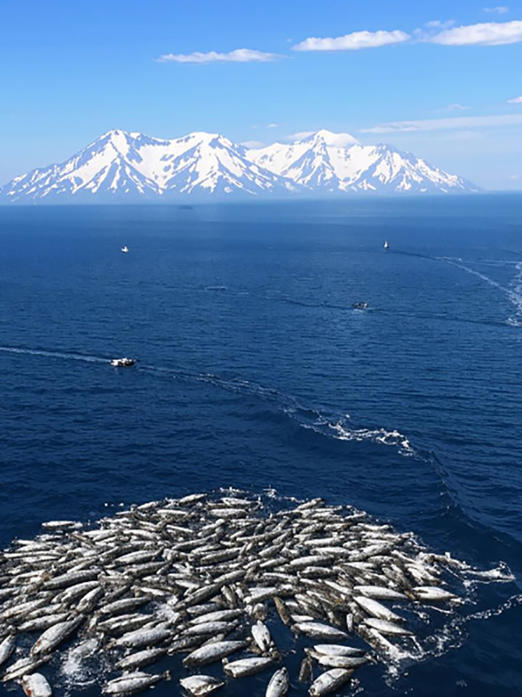 За неделю экспорт рыбы с Камчатки вырос более чем в два раза