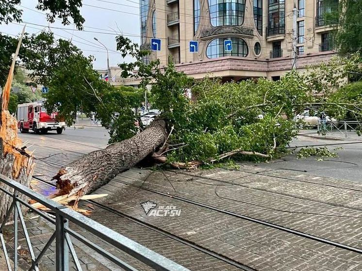 В Новосибирске огромный тополь упал на автомобиль на улице Мичурина