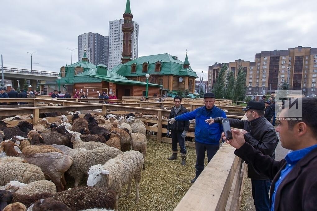 Курбан байрам 2026. Курбан байрам татар информ. Курбан байрам Казань. Курбан-байрам 2022 Казань. Убой животных на Курбан байрам.