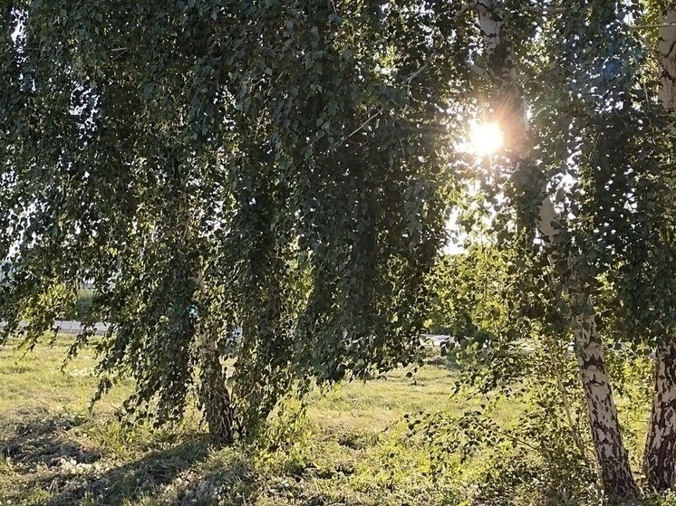 Омичи в июне насобирали грибов в городском парке