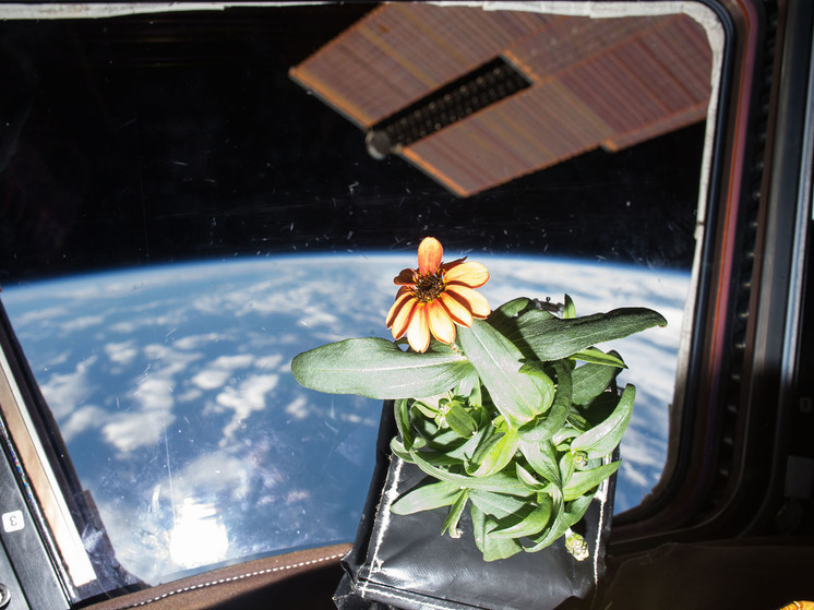 Plants help spread dangerous bacteria in space