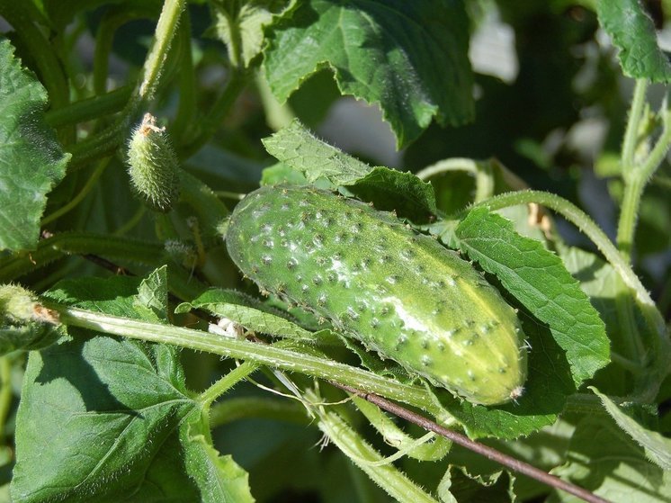 Синоптики 5 июня предсказывают в Смоленске облачную погоду