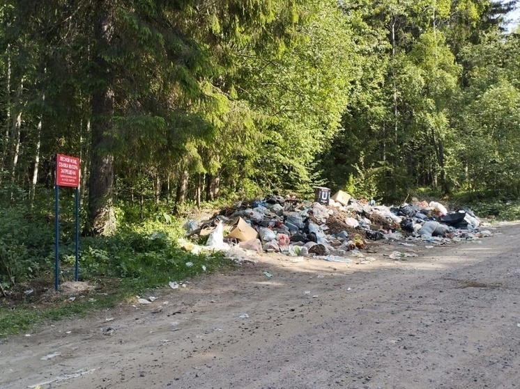 Дачники завалили мусором лес у кладбища в туристическом районе Карелии