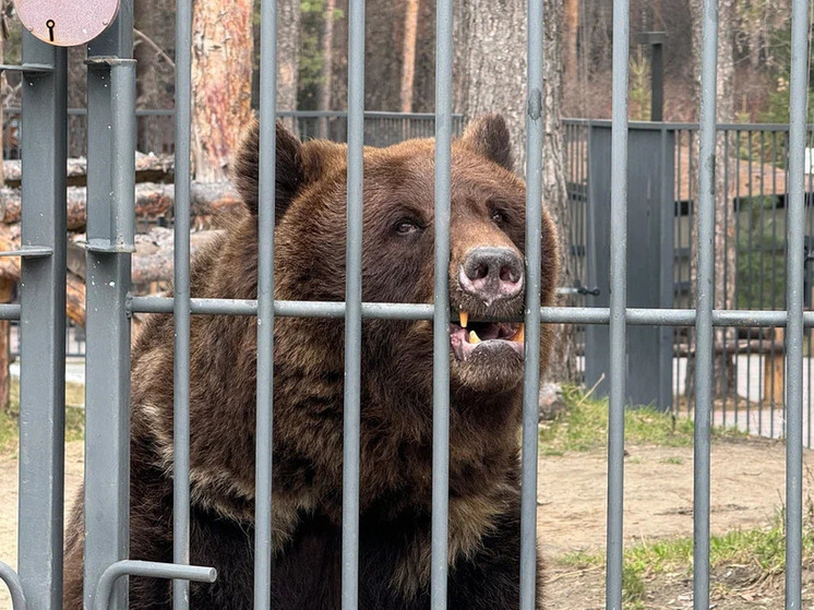 В Новосибирской области обнаружили следы медведя