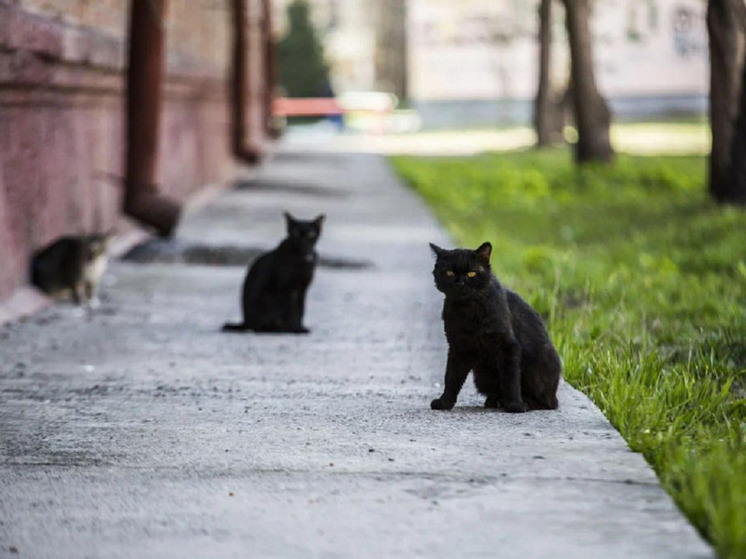 Жители Новосибирска спасли коротколапого котенка с врожденной инвалидностью