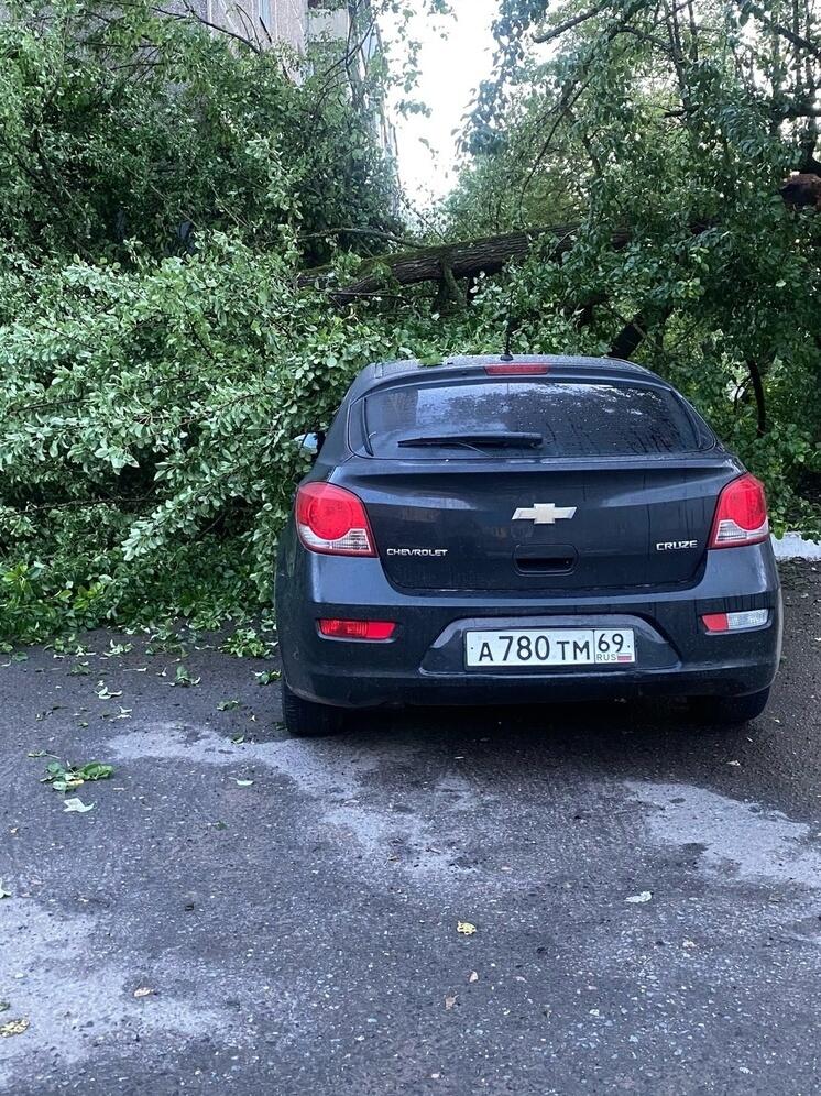 В Тверской области дерево упало на припаркованную возле магазина иномарку
