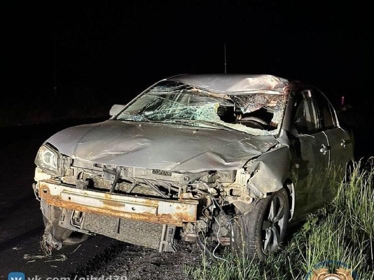В Гусевском районе 25-летний автомобилист сбил лося