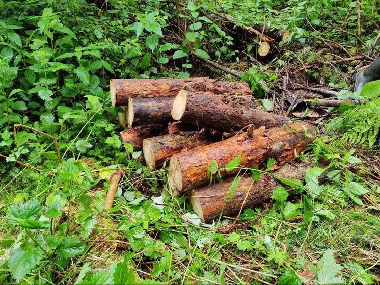 6 000 кв.м леса очистили в Борогодском районе от ветровала
