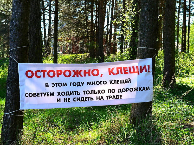 Клещи за неделю заразили энцефалитом четырёх кировчан