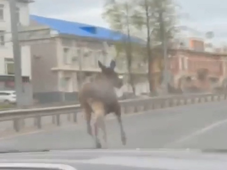В Ярославле погиб каждый третий лось, попавший в город