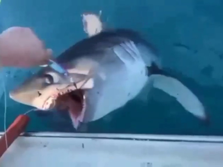 Поймали на удочку: очередная акула обнаружена в Приморье